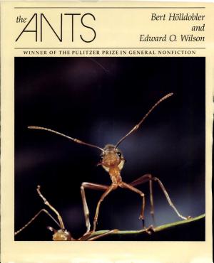 The Ants cover